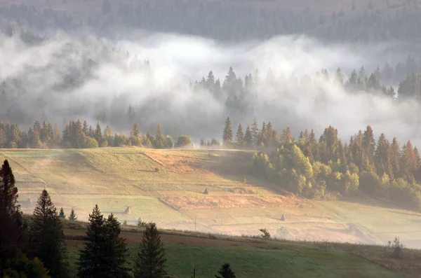 Удивительный горный пейзаж с густым туманом. Карпатские горы — стоковое фото