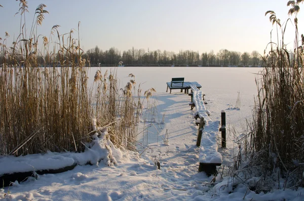 Ijs op reedy oever van winter meer — Stockfoto