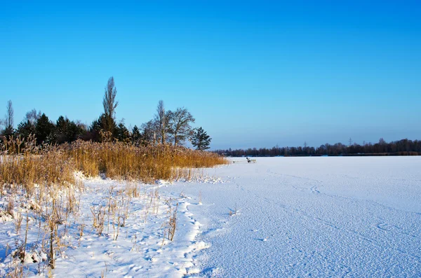 Hielo en las orillas de reedy del lago de invierno — Foto de Stock