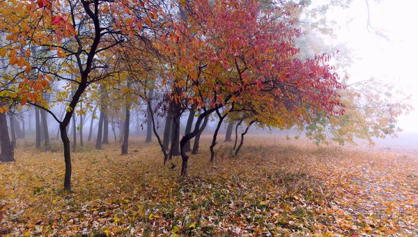 Güzel renkli sonbahar yaprakları topluluğu / yeşil, sarı, — Stok fotoğraf