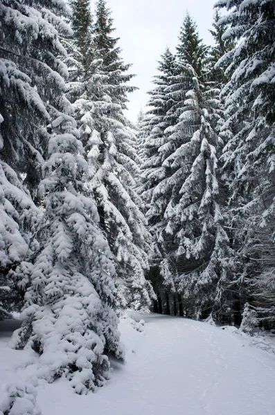 Forêt d'hiver gelée. Carpates, Ukraine — Photo