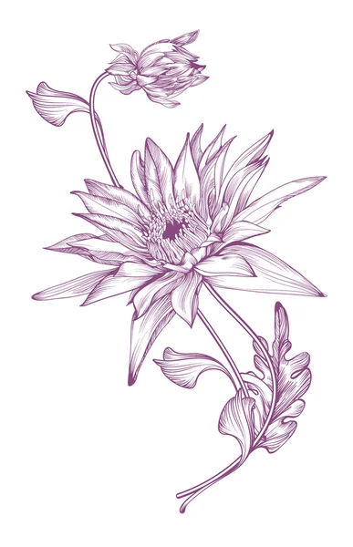 Chryzantéma ruční kreslení — Stockový vektor