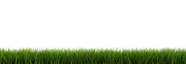 Grass closeup (clipping path included)