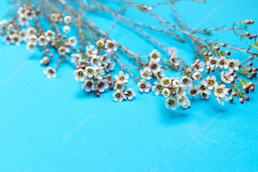 Beautiful baby's breath on wooden background — Stock Photo © Anetta