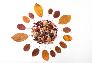 Kurumuş yapraklı, böğürtlenli ve fındıklı bir güneşin sonbahar kompozisyonu.