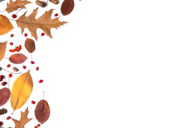 Autumn composition of dried leaves, berries and nuts on white background