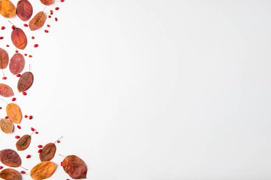 Autumn composition of dried leaves, berries and nuts on white background