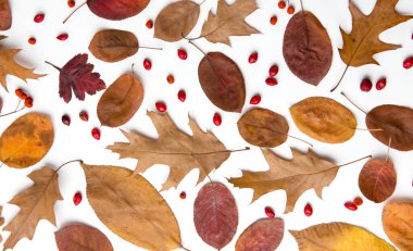 Autumn composition of dried leaves, berries and nuts on white background