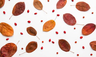 Autumn composition of dried leaves, berries and nuts on white background