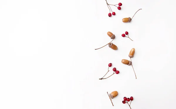 Autumn Composition Dried Leaves Berries Nuts White Background — Fotografia de Stock