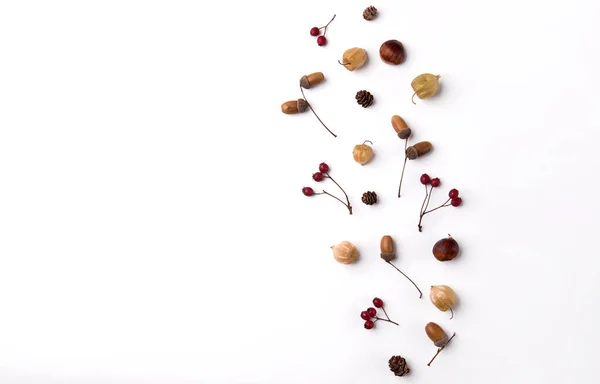 Autumn Composition Dried Leaves Berries Nuts White Background — Fotografia de Stock