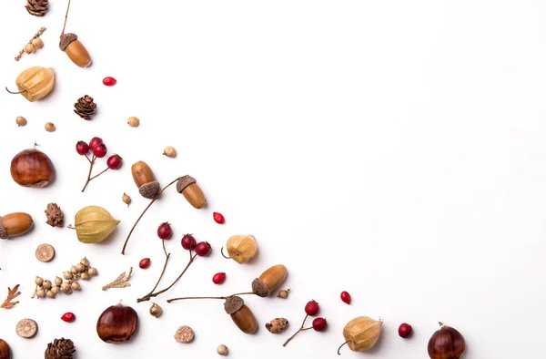 Autumn Composition Dried Leaves Berries Nuts White Background — Foto Stock