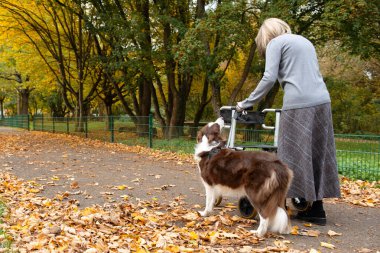 Gri saçlı yaşlı bir kadın parkta yürüyordu. Yürüyen ve hizmetli köpeğinin yardımıyla.