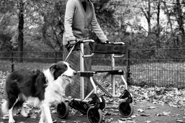 Gri saçlı yaşlı bir kadın parkta yürüyordu. Yürüyen ve hizmetli köpeğinin yardımıyla.