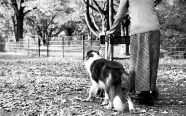 Gri saçlı yaşlı bir kadın parkta yürüyordu. Yürüyen ve hizmetli köpeğinin yardımıyla.