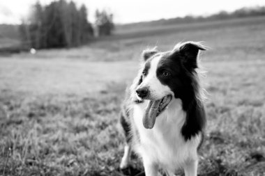 Yeşil çimenlerde mutlu bir ifadeyle güzel kahverengi ve beyaz bir çoban köpeği.