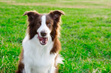 Yeşil çimenlerde mutlu bir ifadeyle güzel kahverengi ve beyaz bir çoban köpeği.