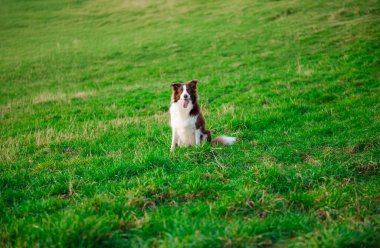Yeşil çimenlerde mutlu bir ifadeyle güzel kahverengi ve beyaz bir çoban köpeği.