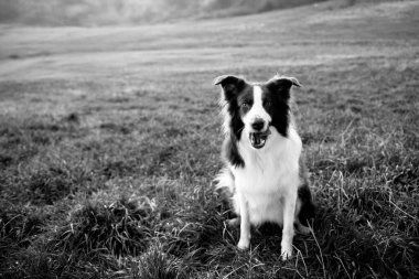 Yeşil çimenlerde mutlu bir ifadeyle güzel kahverengi ve beyaz bir çoban köpeği.