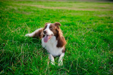 Yeşil çimenlerde mutlu bir ifadeyle güzel kahverengi ve beyaz bir çoban köpeği.