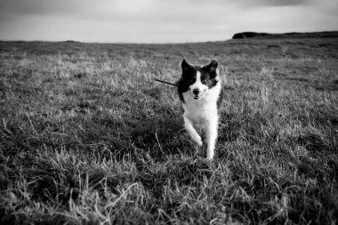 Sevimli sınır köpeği dışarıda yeşil çimlerde mutlu bir ifadeyle oturuyor.