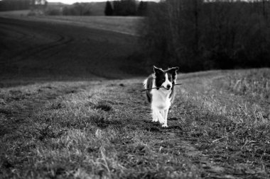 Sevimli sınır köpeği dışarıda yeşil çimlerde mutlu bir ifadeyle oturuyor.