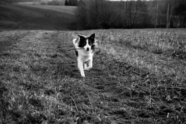 Sevimli sınır köpeği dışarıda yeşil çimlerde mutlu bir ifadeyle oturuyor.