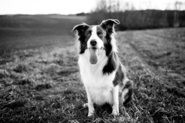 Sevimli sınır köpeği dışarıda yeşil çimlerde mutlu bir ifadeyle oturuyor.