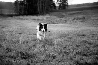 Sevimli sınır köpeği dışarıda yeşil çimlerde mutlu bir ifadeyle oturuyor.