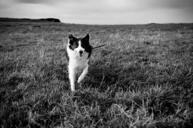 Sevimli sınır köpeği dışarıda yeşil çimlerde mutlu bir ifadeyle oturuyor.