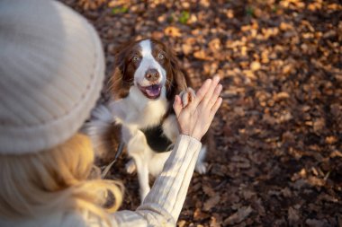 Kadın ve onun sevimli köpekleri ormanda yürüyüş yapıyor, oynuyor, egzersiz yapıyor ve eğleniyorlar.