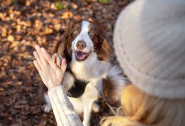 Kadın ve onun sevimli köpekleri ormanda yürüyüş yapıyor, oynuyor, egzersiz yapıyor ve eğleniyorlar.