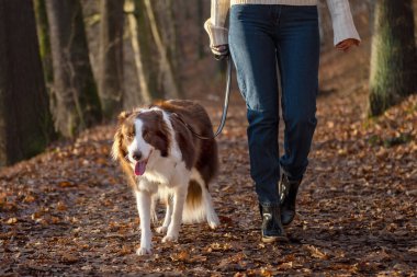 Kadın ve onun sevimli köpekleri ormanda yürüyüş yapıyor, oynuyor, egzersiz yapıyor ve eğleniyorlar.