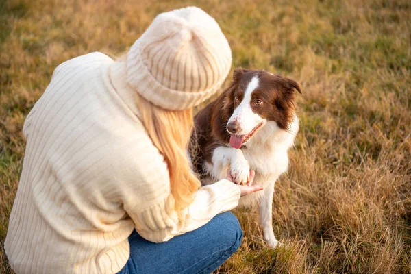 Kadın ve onun sevimli köpekleri ormanda yürüyüş yapıyor, oynuyor, egzersiz yapıyor ve eğleniyorlar.
