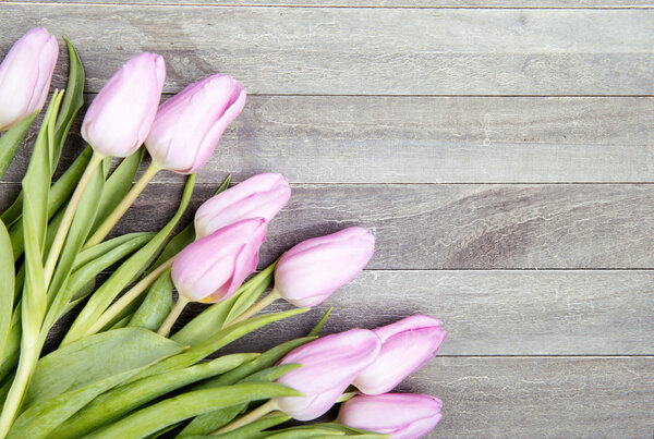 красивые свежие тюльпаны
