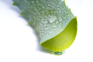 Organik aloe vera dilimleri