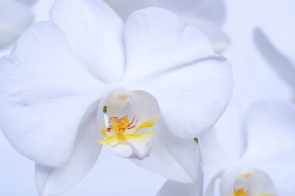 美しい白蘭 — ストック写真