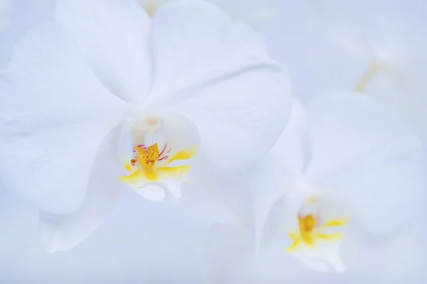 Schöne weiße Orchidee — Stockfoto