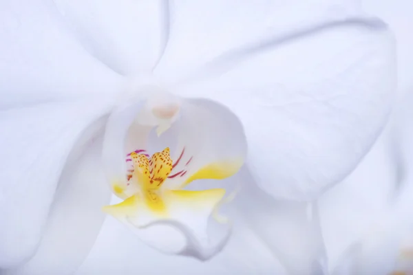 Hermosa orquídea blanca — Foto de Stock