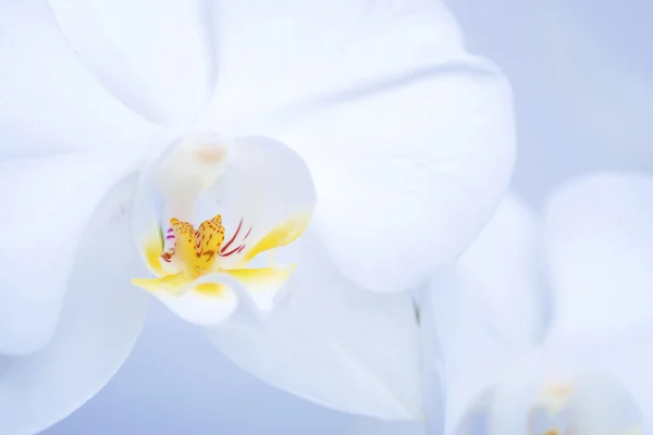 Schöne weiße Orchidee — Stockfoto