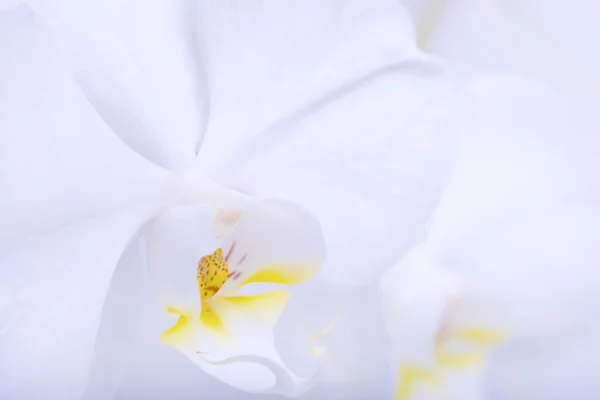 Schöne weiße Orchidee — Stockfoto