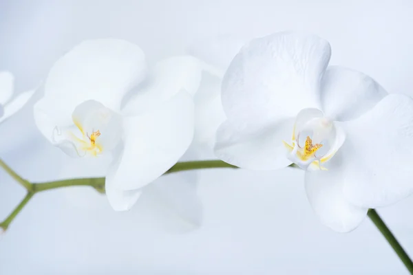 Schöne weiße Orchidee — Stockfoto