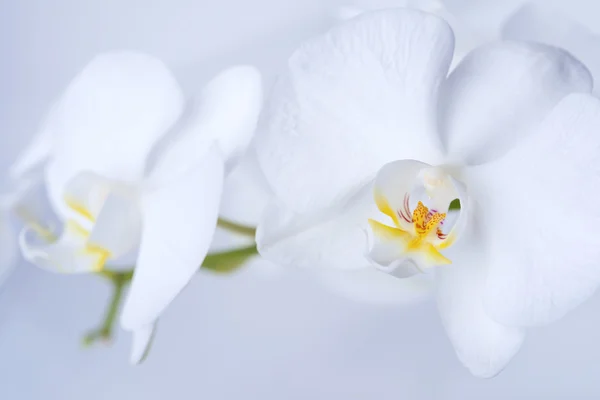 Schöne weiße Orchidee — Stockfoto