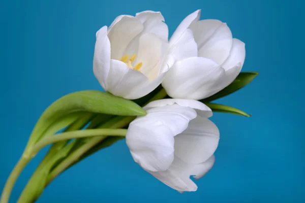 Beautiful white tulip — Stock Photo, Image