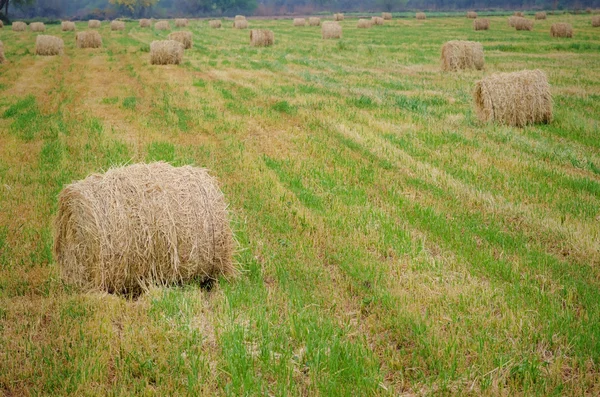 Hayballs on green field — Stock Photo, Image