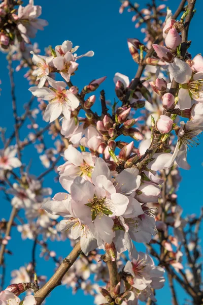 Almond tree blossoms — Stock Photo, Image