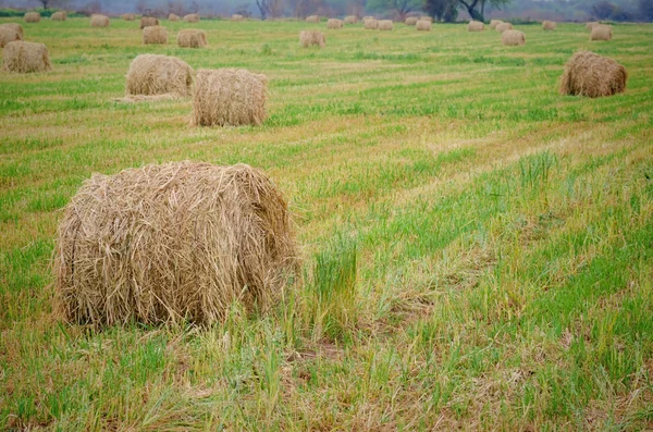 Hayballs 在绿色的田野 — 图库照片