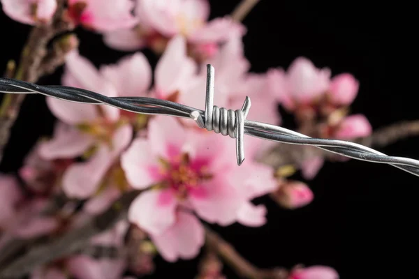 Flowers on barbed wire