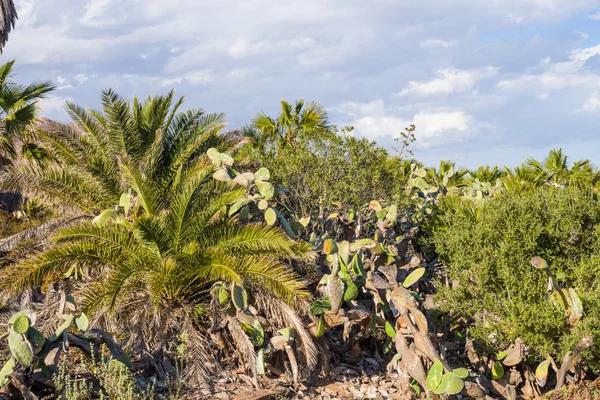 乾燥した気候の植物相 — ストック写真