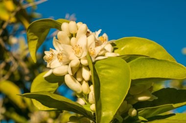 Portakal ve limon çiçekleri ağaç